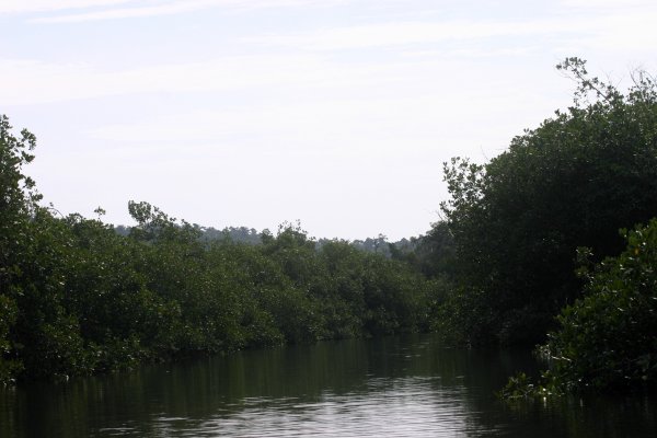 Low mangroves at the start of the river